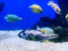 -烟台海昌鲸鲨海洋公园