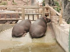 -青岛森林野生动物世界