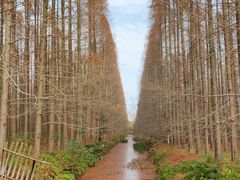 -东平国家森林公园