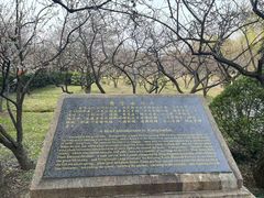 -香雪海