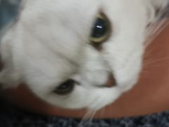 -宠福鑫康馨动物医院·骨科·眼科