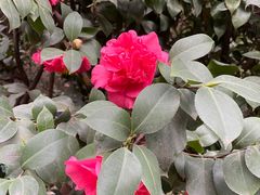 -大邑李记肥肠血旺