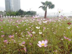 -宝安西湾红树林湿地公园