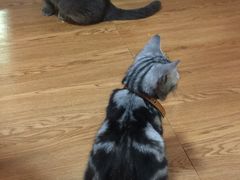 -李小姐の猫咖啡馆(五角场店)