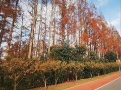 -上海长兴岛郊野公园