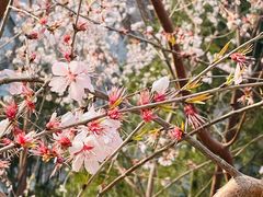 -中央广播电视总台(光华路办公区)