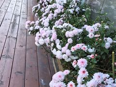 -小茶闲舍·观景商务茶馆(广州塔店)