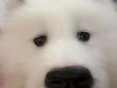 -翊宠yipet猫狗购宠庄园犬舍•猫舍