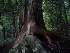 -天目山大树王景区
