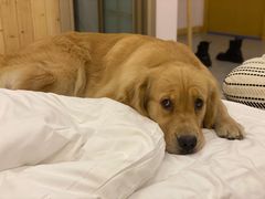 -王浩儿纪六孃甜皮鸭(乐山总店)