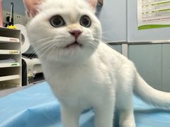 -纳吉亚猫专科动物诊疗中心(蒋宅口分院)