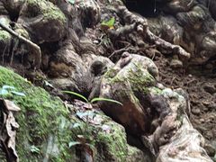 -西双版纳原始森林公园