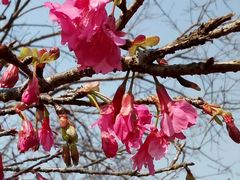 -天适樱花悠乐园