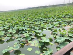 -天津东丽湖风景区