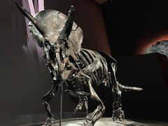-墨尔本博物馆(Melbourne Museum)