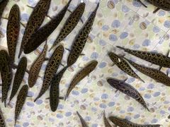 -景明轩•养生酸汤鱼火锅 云贵鲜菌 现舂野果酸汤(王寨小区店)