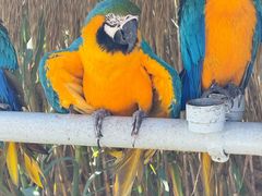 -西霞口神雕山野生动物世界