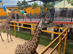 -西霞口神雕山野生动物世界