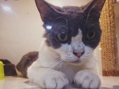 -李小姐の猫咖啡馆(五角场店)