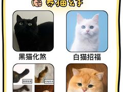 -有喵·猫咖·狗咖·30几只猫10只小狗(岗厦店)