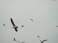 -蓬莱阁景区