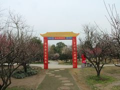 -香雪海
