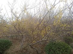 -洛阳市隋唐城遗址植物园