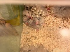 -龙猫仔乐园(惠福东路店)