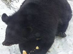 -黑瞎子岛探秘野熊园