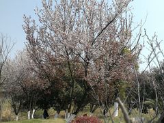 -八大山人梅湖景区