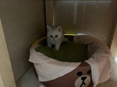 -老吴的猫·猫舍(新区店)