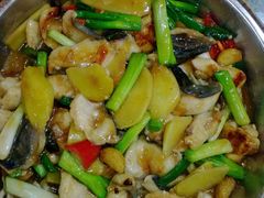 鸭嘴鱼-鲤鱼塘农家山庄