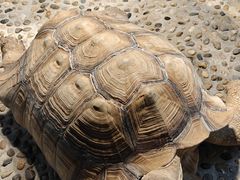 -上海大自然野生昆虫馆(东方明珠·爬宠昆虫探索中心)