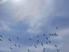 -南大港湿地风景区