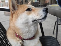 -柴犬高等学院·狗咖·柴犬售卖·宠物训练