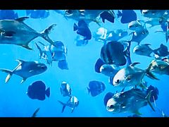 -瑞德姆美人鱼海底演艺主题餐厅(亚龙湾店)