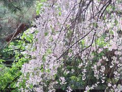 -西安青龙寺遗址景区