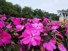 -松山湖梦幻百花洲