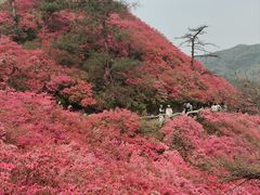 -木兰云雾山