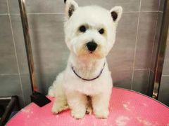 -宠福鑫康馨动物医院·骨科·眼科