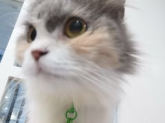 -楼上猫咖(罗湖店)