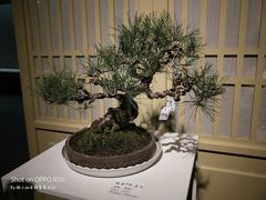 -稍可轩博物馆餐厅