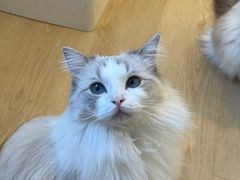 -有喵·猫咖·狗咖·40+猫狗有小奶狗(岗厦店)