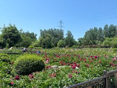 -黑龙江省森林植物园