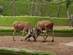 -北京野生动物园