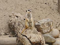 -北京野生动物园