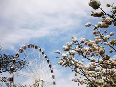 -顾村公园