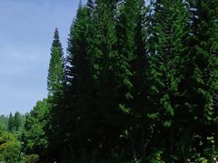 -深圳仙湖植物园