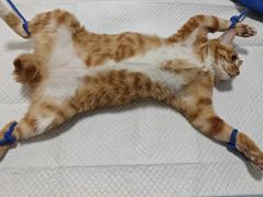 -灵美宠物诊所