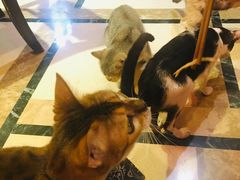 -猫色咖啡·猫咖